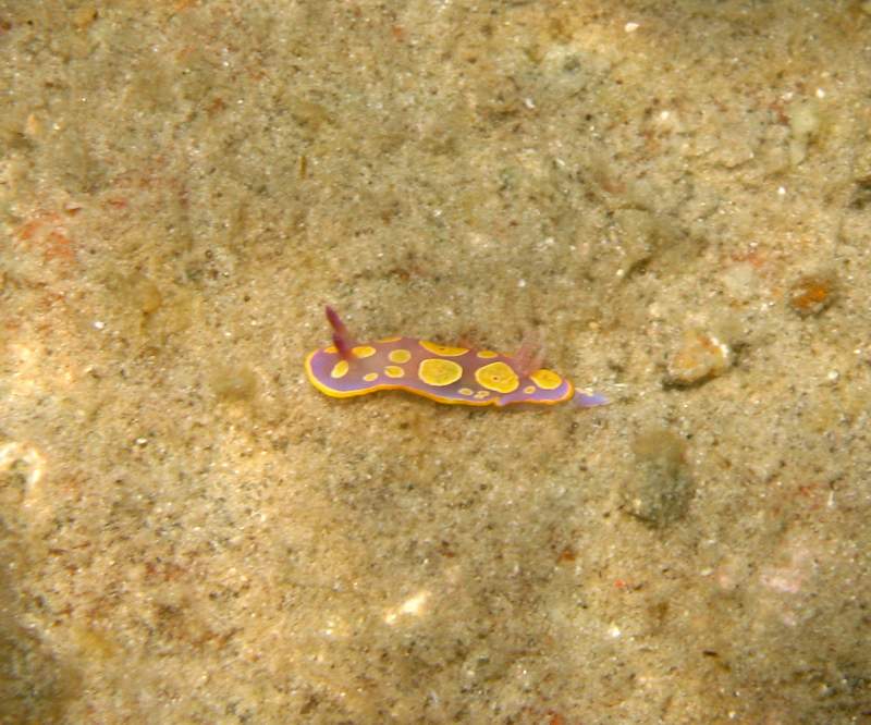 Chromodoris luteorosea (Rapp, 1827)